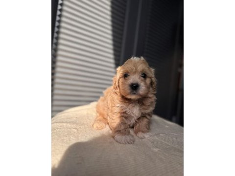 Minik maltipoo