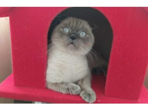 Scottish fold blue point 2 buçuk yaşında kısır