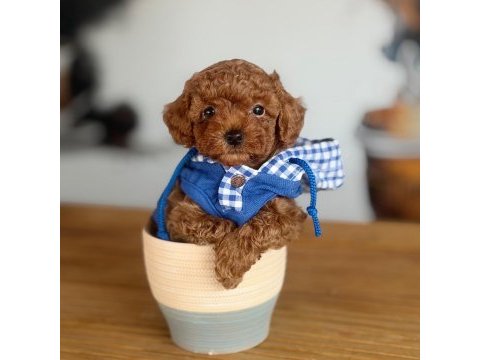 2 aylık ırk ve sağlık garantili poodle köpekler