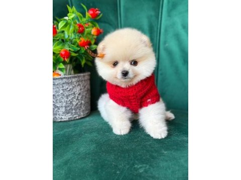 Orjinal güler yüzlü maltipoo yavrum