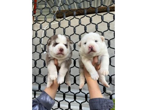 Mavi gözlü muhteşem husky yavruları