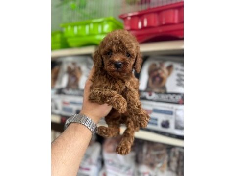 Kore kan toy poodle yavrularımız