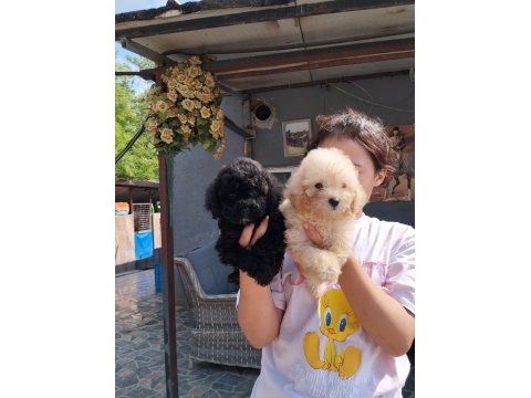 Toy poodle kıvırcık tüylü ıslak burunlar