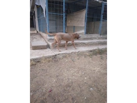 O bir alan koruma uzmanı cane corso