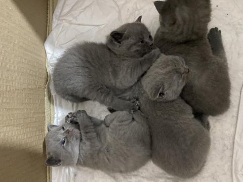 Safkan british shorthair