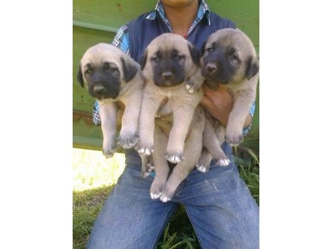 Sağlam kangal yavruları