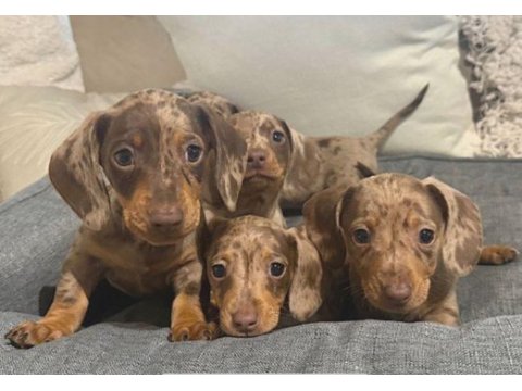 Çikolata ve çikolata merle dachshund yavrular