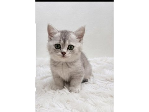 Silver point british shorthair bebeğim