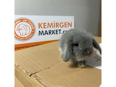 Evcil tavşan üretim çiftliği - her ile gönderim!