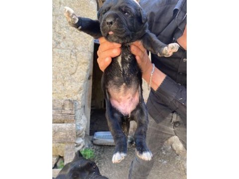 2 aylık yavru cane corso