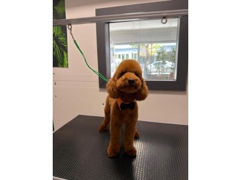 Oğlumuza dişi poodle eş arıyoruz