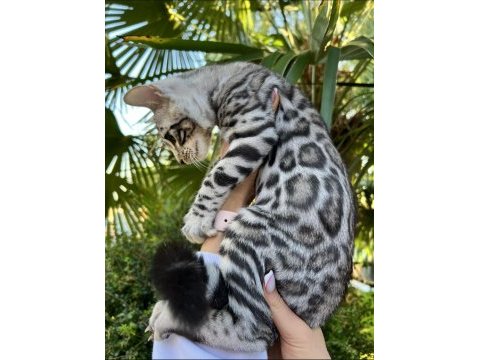 Faturalı silver bengal yavruları