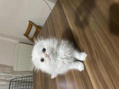 Scottish fold 3 aylık yavrular erkek