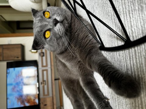 Scottish fold