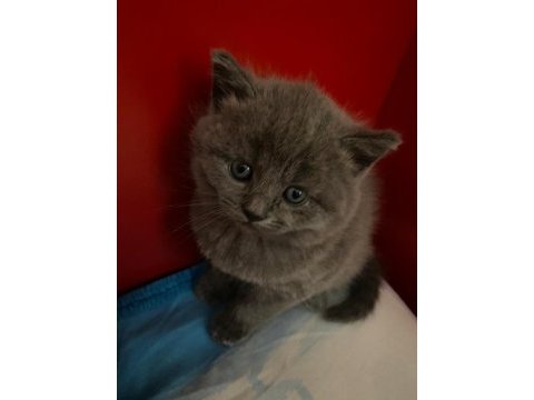 Birbirinden tatlı british shorthair oyuncu yavrularımız