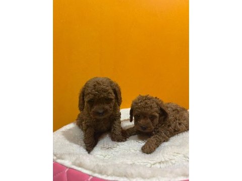 Mini poodle yavrularımız yeni yuvalarını arıyor