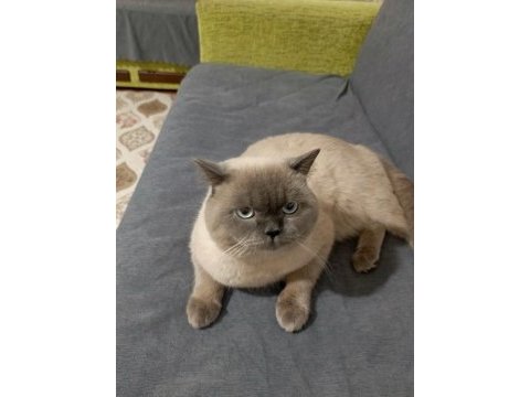 1 yaşında aşıları tam british oyuncu ve uysal yapılıdır