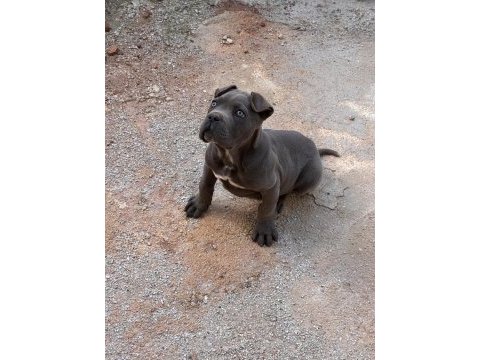 Yavru cane corso