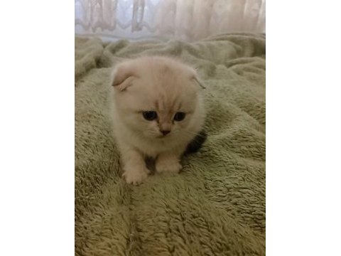 Kedilerimiz bir haftaya kadar sahiplenmeye hazırdır