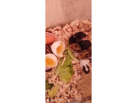 Hamster 2 adet yetişkin