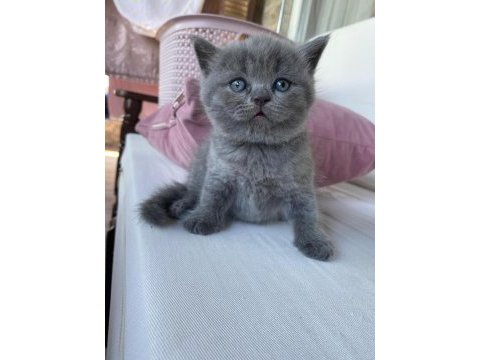 British shorthair yavrularımız