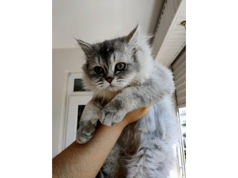 Yeşil gözlü aslan yeleli tombul british longhair kedimiz