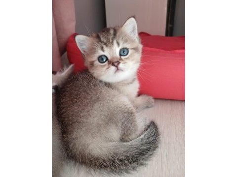 British kedımın safkan brıtısh yavruları
