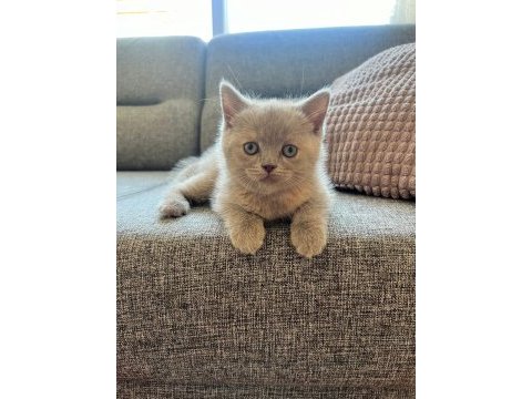 British shorthair dişi kedi yavrusu yuva arıyorum