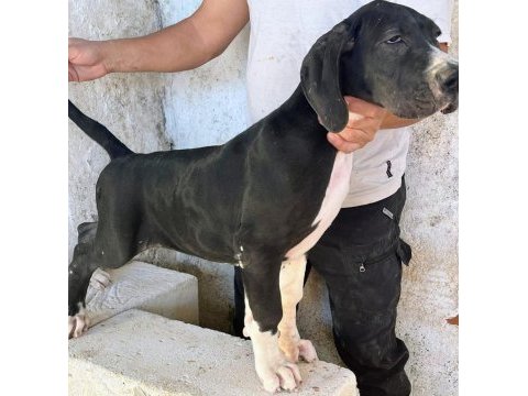 Danua yavrularımız yeni ailelerini bekliyor