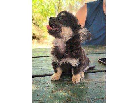 Teacup chihuahua dişi