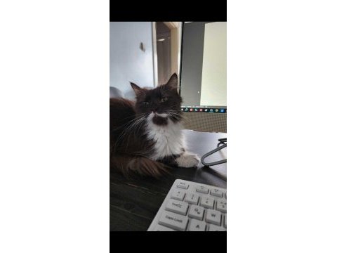 İki tane dişi british longhair cat