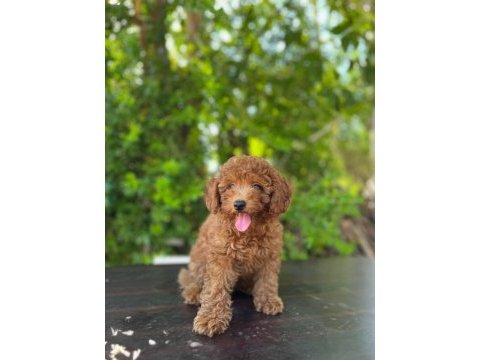 Dişi poodle 4,5 kiloyu geçmez bu rakama bulamazsınız