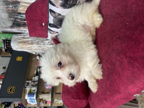 Yavru maltipoo bebeklerime yuva arıyorum