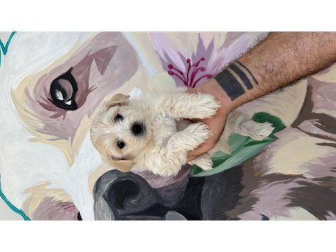 Bal gibi maltipoo bebekler