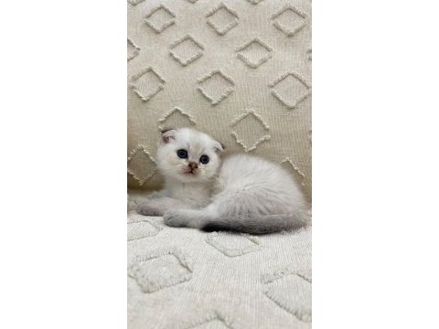 Bebek kedilerimiz kaliteli yavru isteyene