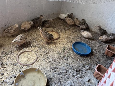 Etlik bıldırcın ve kuluçkalık döllü yumurta