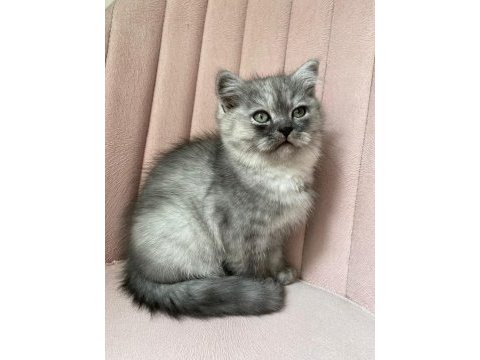 Safkan british longhair