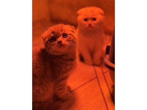 Türkiyenin en güzel scottish fold bebekleri
