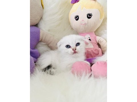 Sıfır kulak scottish fold dişi