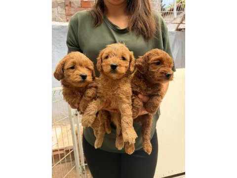 Teslime hazır maltipoo yavrularımız