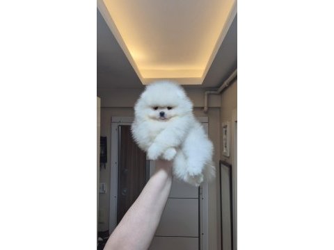 Üst kalite kar beyaz ayıcık yüz pomeranian boo erkek