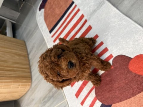 Toy poodle yavru köpek