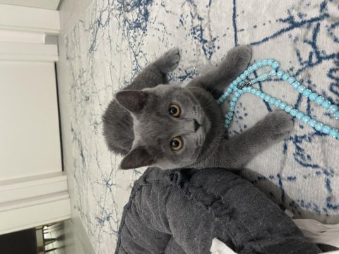 4 aylık british shorthair kedimiz çok akıllı ve uysaldır