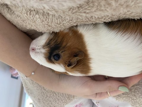 Guinea pigs