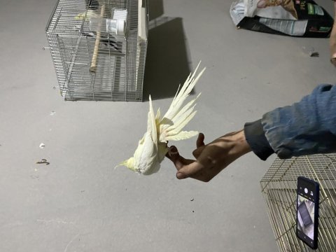 Ele alışkın sultan papağanları