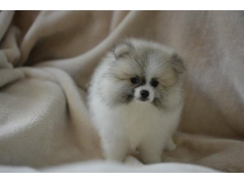 Party colour pomeranian boo