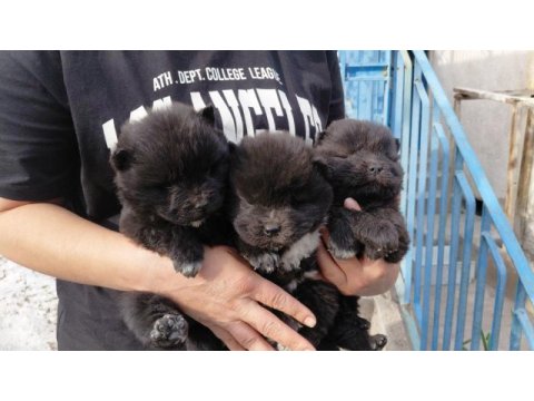 Çin aslanı köpeği