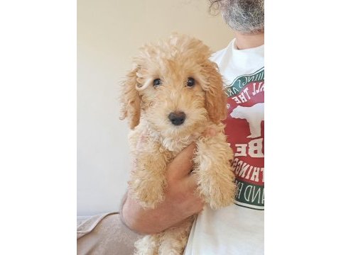 Minyatür poodle yavrular