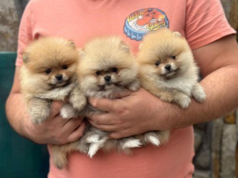 Pomeranian boo 3 aylık yavrular her renk mevcut