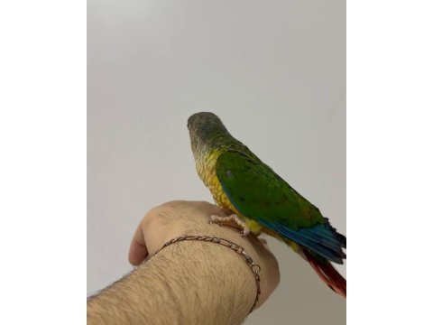 Konur gökkuşağı el besleme eğitimliler